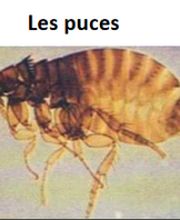 DESINFEXION SERVICE SARL Bild 12