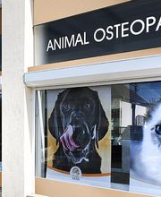 ESAO école supérieure ostéopathie animale image 1