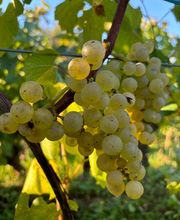 Caveau De Bacchus image 5