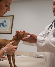 Palmetto Animal Hospital image 6