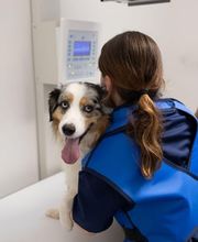 Kleintierpraxis Seegarten AG Bild 10