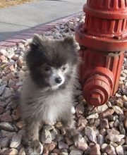 Cheyenne Pet Clinic image 2