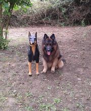 Edu'Canis 60 image 4