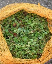 Staudengärtnerei David Müller Bild 16