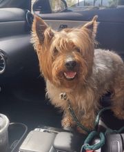 Mutt Hut Pet Grooming image 12