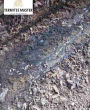 Termites Master image 11