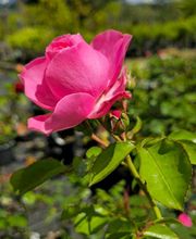 Pépinière des Aspres image 14