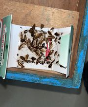 Deratisenet image 17