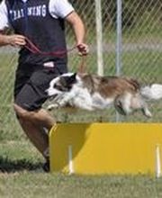 Centre d'Education Canine de Montauban 82 Association image 1