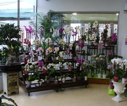 Central fleurs image 2
