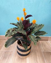 Fleurs de Lys de Beaugency image 1