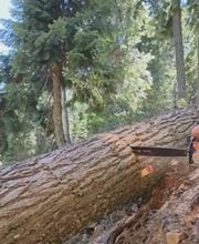 Southern Oregon Tree Care LLC image 8