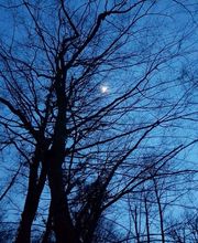 Rites des Bois image 10