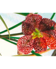 Daniela`s Blütenideen Bild 1