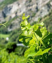 Kellerei Drei Eichen Bild 9