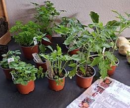 Marché Paysan Bühlmann Bild 10