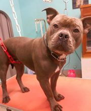 La Bichonnerie Henin image 17