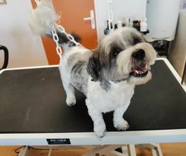 Chien Beauté image 4