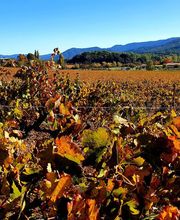 Applications Produits et Maintenance Vinicole APMV image 1