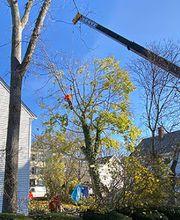 Greater Boston Tree Service image 3