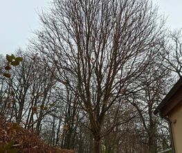 WEGA Garten & Landschaft Bild 1