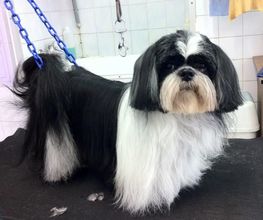 PRINCESS CANICHE image 7