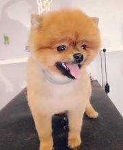 La Gent Canine image 12