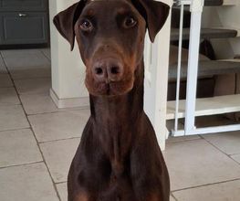Antho Educanine image 5