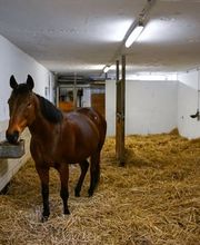 Reitsportzentrum St. Josefen AG Bild 8