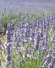 Gites l'Athanor image 18