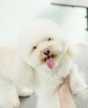 Mökai Mascotas imagen 5