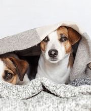 Tierpflegeoase Bild 1