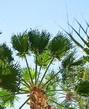 PALMENSTADL Bild 19