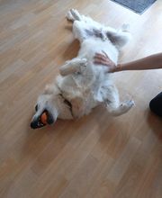 Les Animaux Chics image 4