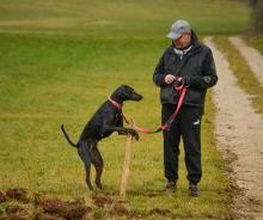 H.O.N.A.S - Mobile Hundeschule Bild 1