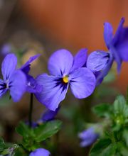 Physio- und HeilkundePraxis WandelWeise Bild 4