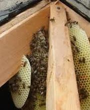 Peachtree Pest Control image 11