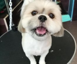 Doggy Chou image 7