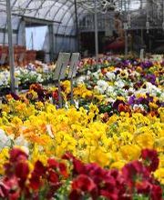 Breshear's Nursery & Greenhouse image 17