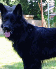 Zois Hundeschule Bild 3