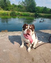 V'Educ-ton-chien image 12