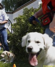 DOGS Training Bild 1