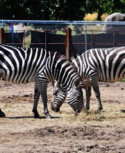 Chahinkapa Zoo image 6