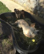 PATTE Z' EN CINQ - AURORE DI FELICE image 12