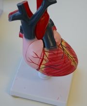 Dr. med. Walder Marcel Bild 13