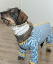 Kleintierpraxis Dr. med. vet. Barbara Rabeling Bild 4