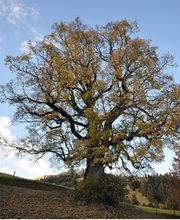 Baumpflege Dietrich GmbH Bild 3