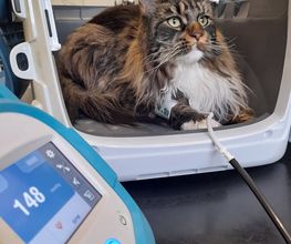 Katze Pulsmessung