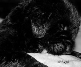Sandrine Le Rest image 8