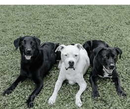 Hundeschule DOGS4LIFE.CH Bild 5